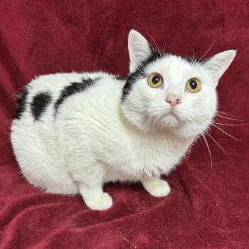 Rescue Domestic Short Hair Cats for Adoption in Waterloo, Iowa - Hamilton | PetCurious