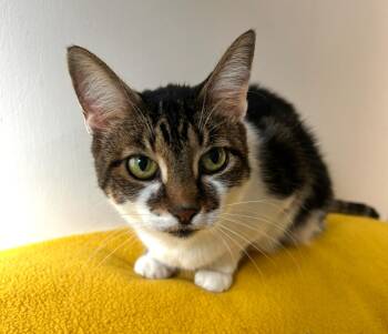 Rescue Domestic Short Hair Cats for Adoption in Maple Ridge, British Columbia - Timmons | PetCurious