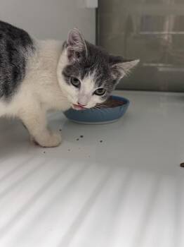 Manila -  Domestic Short Hair Cat for Adoption in Saint Paul, Minnesota - Manila | PetCurious