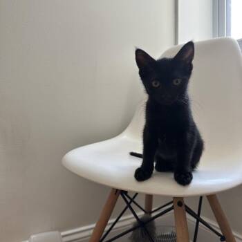 Jay (pink collar) -  Domestic Short Hair Cat for Adoption in Philadelphia, Pennsylvania - Jay (pink Collar) | PetCurious