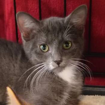 Cypress -  Domestic Short Hair Cat for Adoption in Lincoln, California - Cypress | PetCurious