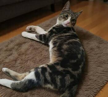 Balha -  Egyptian Mau and Bengal Cat for Adoption in Wolcott, Connecticut - Balha | PetCurious