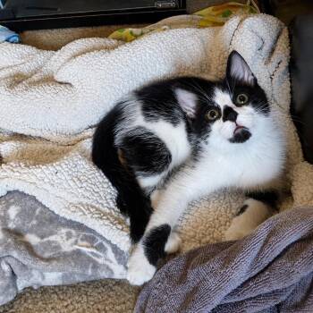 GustD -  Domestic Short Hair Cat for Adoption in Gibsonia, Pennsylvania - GustD | PetCurious