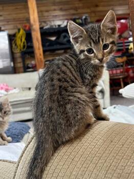 Rocky M -  Domestic Short Hair Cat Available for Adoption in Cromwell, Kentucky - Rocky M | PetCurious