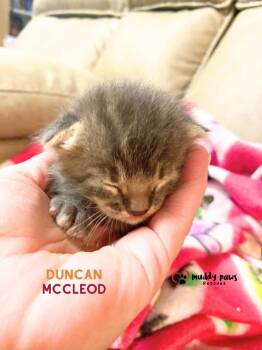 Duncan McLeod -  Domestic Short Hair Cat for Adoption in Council Bluffs, Iowa - Duncan McLeod | PetCurious