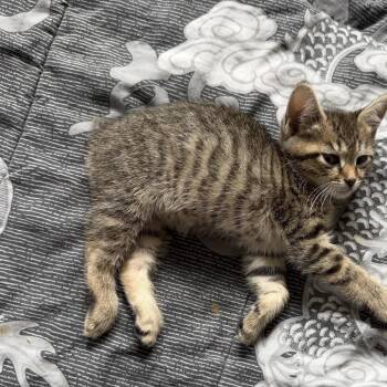 Rumpy -  Manx Cat for Adoption in Silver Spring, Maryland - Rumpy | PetCurious
