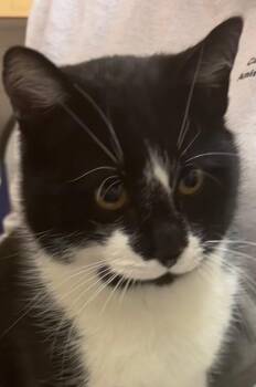 SPADE -  Domestic Short Hair Cat for Adoption in Elizabethton, Tennessee - SPADE | PetCurious