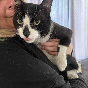 Thee Cookie Whooperie -  Tuxedo Cat for Adoption in Las Vegas, Nevada - Thee Cookie Whooperie | PetCurious