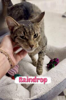 Domestic Short Hair Cats Available for Adoption in Hazlet, New Jersey - Raindrop | PetCurious