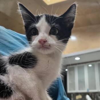 Doug -  Domestic Short Hair Cat for Adoption in Sioux Falls, South Dakota - Doug | PetCurious