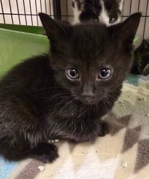 Kahuna -  Domestic Short Hair Cat for Adoption in Blountville, Tennessee - Kahuna | PetCurious