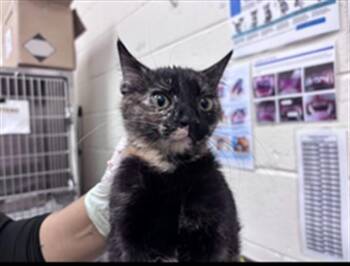 SAGE -  Domestic Short Hair Cat for Adoption in Santa Fe, New Mexico - SAGE | PetCurious