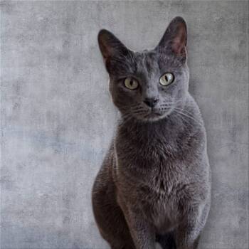 Rescue Domestic Short Hair Cats for Adoption in Eureka Springs, Arkansas - Larz | PetCurious