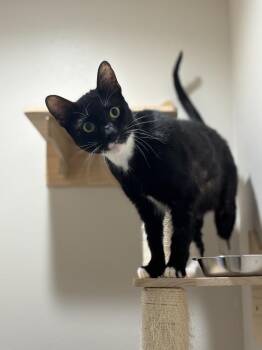 Benedict Bridgerton -  Domestic Short Hair Cat for Adoption in Dallas, Texas - Benedict Bridgerton | PetCurious