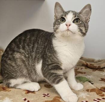 Rescue Domestic Short Hair Cats for Adoption in Washburn, Wisconsin - Bridges | PetCurious