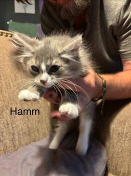 Hamm -  Domestic Short Hair Cat for Adoption in Johnson City, Tennessee - Hamm | PetCurious