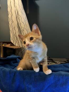 Samwise Gamgee ( bonded to Meridoc) -  Domestic Short Hair Cat for Adoption in Wheaton, Illinois - Samwise Gamgee ( Bonded To Meridoc) | PetCurious