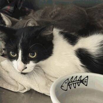 Spur -  Domestic Short Hair Cat for Adoption in New York, New York - Spur | PetCurious