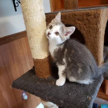 Pearl -  American Shorthair Cat for Adoption in Sherwood, Oregon - Pearl | PetCurious