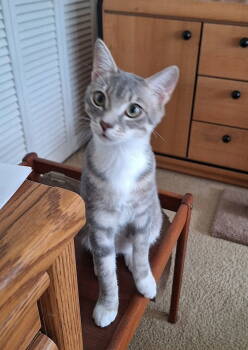 Rescue Domestic Short Hair Cats for Adoption in Tampa, Florida - Frankie | PetCurious