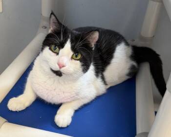 Paisley (CH) -  Domestic Short Hair Cat for Adoption in Alexandria, Virginia - Paisley (CH) | PetCurious