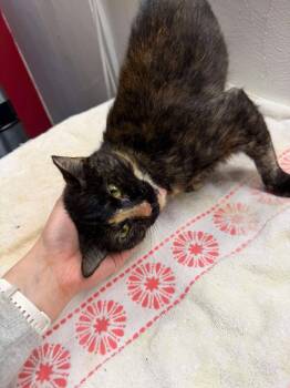 Tiara -  Domestic Short Hair Cat for Adoption in Cleveland, Ohio - Tiara | PetCurious
