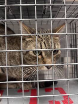 PUMBAA -  Domestic Short Hair Cat for Adoption in Las Vegas, Nevada - PUMBAA | PetCurious