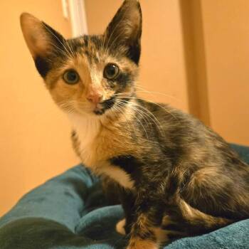Mears -  Domestic Short Hair Cat for Adoption in Saint Charles, Missouri - Mears | PetCurious