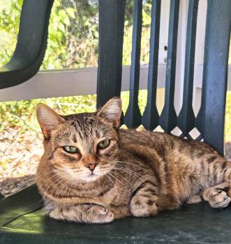 Rescue American Shorthair Cats for Adoption in Eglin Air Force Base, Florida - Tina | PetCurious