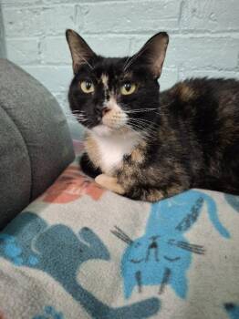 Ruby -  Domestic Short Hair Cat for Adoption in Rochester, New Hampshire - Ruby | PetCurious