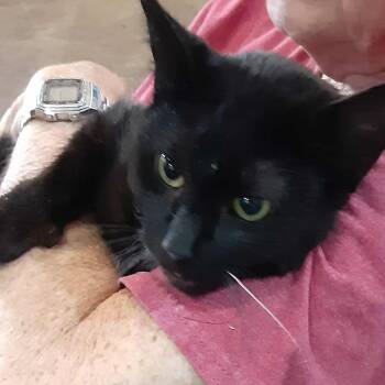 Rescue Domestic Short Hair Cats for Adoption in Myrtle Beach, South Carolina - Tangerine | PetCurious