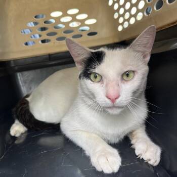 Ernie -  Domestic Short Hair Cat for Adoption in Lake Jackson, Texas - Ernie | PetCurious