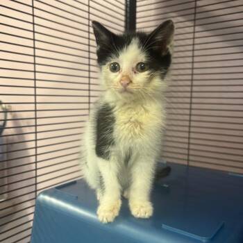 Goosebumps -  Domestic Short Hair Cat for Adoption in Binghamton, New York - Goosebumps | PetCurious