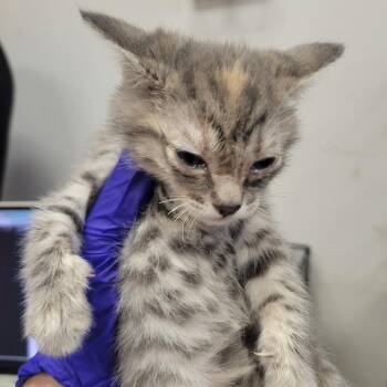 Shade -  Domestic Short Hair Cat for Adoption in Westminster, California - Shade | PetCurious