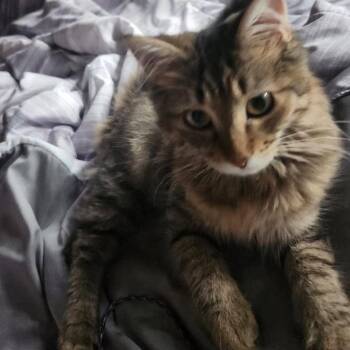 Empress Sissy -  Domestic Long Hair Cat for Adoption in Reisterstown, Maryland - Empress Sissy | PetCurious