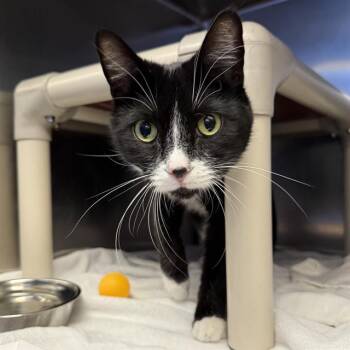 STYLES -  Domestic Short Hair Cat for Adoption in Las Vegas, Nevada - STYLES | PetCurious