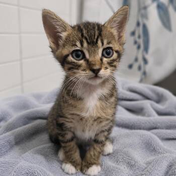 Domestic Short Hair Cats Available for Adoption in Houston, Texas - Delilah | PetCurious