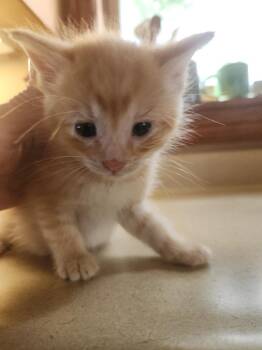Marty *IN FOSTER* -  Domestic Short Hair Cat for Adoption in South Bend, Indiana - Marty *IN FOSTER* | PetCurious
