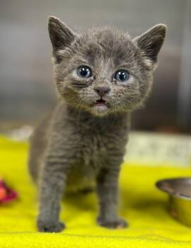 Domestic Short Hair Cats Available for Adoption in Carthage, Missouri - Mango | PetCurious