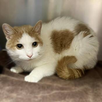 Anastasia -  Domestic Short Hair Cat for Adoption in Springfield, Illinois - Anastasia | PetCurious