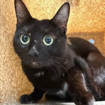 Domestic Short Hair Cats Available for Adoption in Tuscaloosa, Alabama - TUSC-Stray-84395 | PetCurious