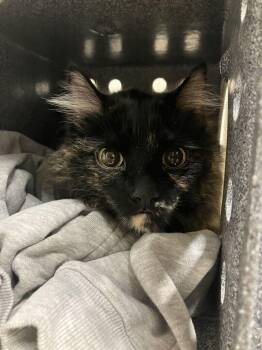Current -  Tortoiseshell Cat for Adoption in Fruit Heights, Utah - Current | PetCurious