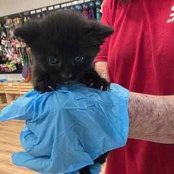 Boomerang Tang -  Domestic Short Hair Cat Available for Adoption in Livingston, Texas - Boomerang Tang | PetCurious