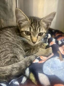 Shug -  Domestic Short Hair Cat for Adoption in Georgetown, South Carolina - Shug | PetCurious