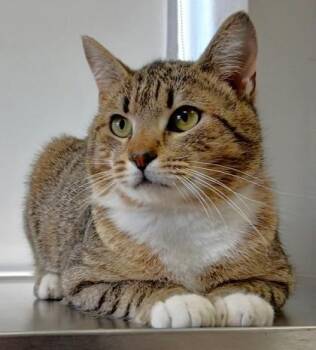 Domestic Short Hair Cats Available for Adoption in Taylorsville, North Carolina - Trooper | PetCurious