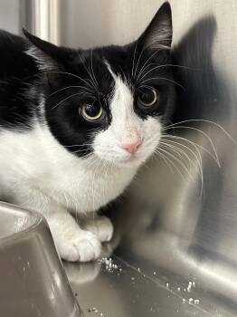 Rorsh -  Domestic Short Hair Cat Available for Adoption in Lake City, Arkansas - Rorsh | PetCurious