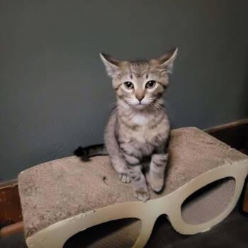 Domestic Short Hair Cats Available for Adoption - Mia Mia | PetCurious