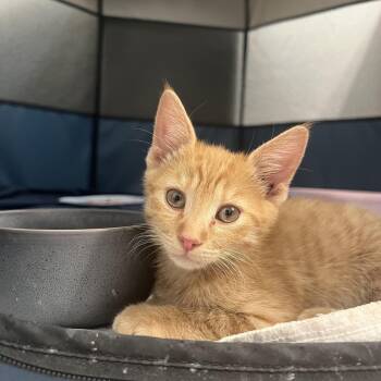 Junie -  Domestic Short Hair Cat for Adoption in Chandler, Arizona - Junie | PetCurious