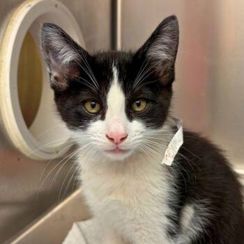 Domestic Short Hair Cats Available for Adoption in Walnut Creek, California - Lysander | PetCurious