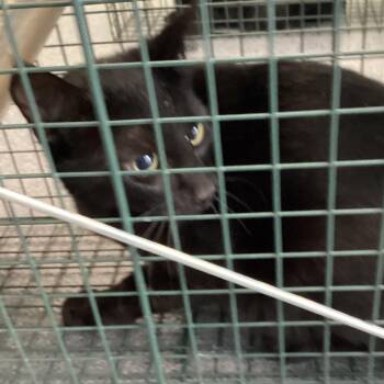 Aunt B -  Domestic Short Hair Cat for Adoption in Montgomery, Alabama - Aunt B | PetCurious